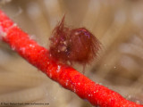 Hairy Shrimp - Misool