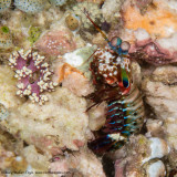 Mantis Shrimp - Misool