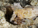 Waspfish - Aljui Bay