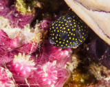 Juvenile box fish - Aljui Bay