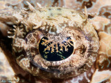 Crocodilefish eye - Aljui Bay