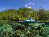 Mangrove kayak