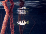 Mangrove archer fish