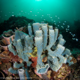 Blue sponge - Dampier Strait