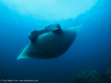 Manta - Dampier Strait