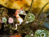 Pontohi Pygmy seahorse - Dampier Strait