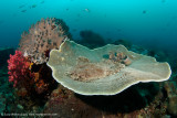 Woebegone on table coral - Dampier Strait 