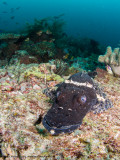 Black crocodile fish - Dampier Strait