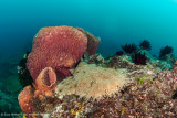 Woebegone & sponge - Dampier Strait (EM1) 