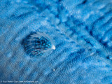 Tiny transparent shell on a starfish - Dampier Strait (EM1)