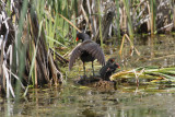 Gallinule poule-deau --- _E0K7224 --- Common Moorhen