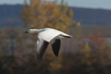Oie blanche --- _E0K9461 --- Snow Goose