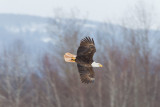 Pygargue  tte blanche --- _E5H4503 --- Bald Eagle