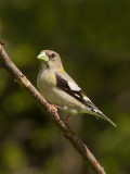 Gros-bec errant --_E5H6044 --  Evening Grosbeak