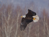 Pygargue à tête blanche -- _E5H4166 -- Bald Eagle
