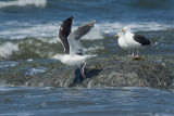 Goland marin -- _E5H6676 -- Great Black-backed Gull