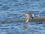 Pluvier argent -- _E5H8356 -- Black-bellied Plover