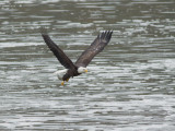 Pygargue à tête blanche -- _E5H0428 -- Bald Eagle