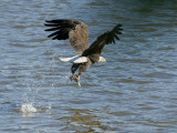 Pygargue à tête blanche - _E5H3031 - Bald Eagle