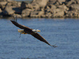 Pygargue  tte blanche -- _E5H3000 -- Bald Eagle