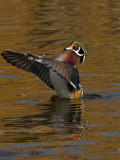 Branchu -- _E5H9211 -- Wood Duck