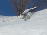 Harfang des neiges -- _E5H4446 -- Snowy Owl