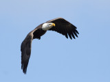 Pygargue  tte blanche -- _E5H2634 -- Bald Eagle