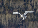 Harfang des neiges -- _E5H4382 -- Snowy Owl