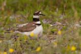 Pluvier kildir --- _MG_0965 --- Killdeer Plover