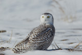 Harfang des neiges -- _E5H4633 -- Snowy Owl