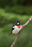 Cardinal à poitrine rose --- _E5H5753 --- Rose-breasted Grosbeak