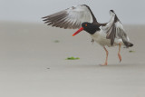 Huitrier d'Amérique --- _E5H6010 --- American Oystercatcher