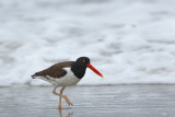 Huitrier d'Amérique --- _E5H6188 --- American Oystercatcher