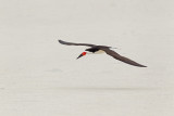 Bec-en-ciseaux --- _E5H7127 --- Black Skimmer