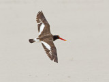 Huitrier dAmrique - _E5H7318 - American Oystercatcher