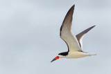 Bec-en-ciseaux noir --- _E5H7189 --- Black Skimmer