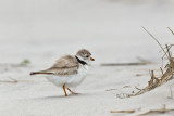 Pluvier siffleur --- _E5H6984 --- Piping Plover