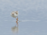 Pluvier siffleur - _E5H6962 - Piping Plover