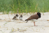 Huitrier d'Amérique --- _E5H6289 --- American Oystercatcher