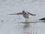 Pluvier semipalm - _E5H8075 - Semipalmated Plover