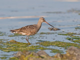 Barge hudsonienne - IMG_8494 - Hudsonian Godwit