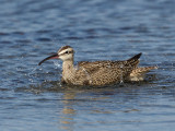 Courlis corlieu - _E5H9175 - Whimbrel