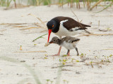 Huitrier d'Amérique - _E5H6297 - American Oystercatcher