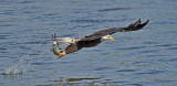 Pygargue  tte blanche ---_E5H4012 --- Bald Eagle