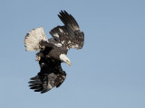 Pygargue  tte blanche - _E5H3999 - Bald Eagle