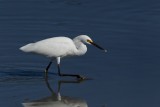 Aigrette neigeuse --- _E5H2242 --- Snowy Egret