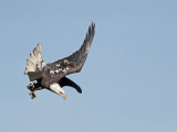 Pygargue  tte blanche --- _E5H4000 --- Bald Eagle