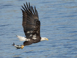 Pygargue  tte blanche - _E5H4013 - Bald Eagle