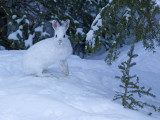 Livre dAmrique - _E5H5138 - Snowshoe Hare