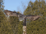 Chouette lapone - _E5H5559 - Great Gray Owl